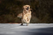 Golden retriever jugando con un palo en la nieve - foto de stock
