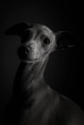 Portrait en studio d'un petit chien lévrier italien. Amical et amusant — Photo de stock