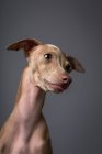 Retrato de estudio de un perrito galgo italiano. Amistoso y divertido - foto de stock