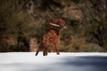 Собака играет с палкой на заснеженной поляне — стоковое фото