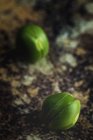 Close-up de ervilhas verdes no fundo escuro desfocado — Fotografia de Stock