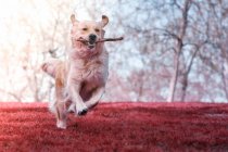 Glücklicher Golden Retriever läuft mit beim Spielen gefangenem Stock im Kiefer auf frisch gemähtem Rasen im Park — Stockfoto