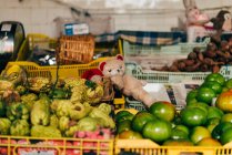 Small plush bear toy placed in boxes with different fruits on market. — Stock Photo