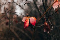 Kleine orangefarbene Blätter am Zweig — Stockfoto