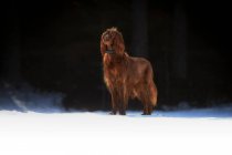 Cão de caça irlandês marrom andando no prado nevado iluminado pelo sol — Fotografia de Stock