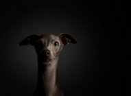 Portrait en studio d'un petit chien lévrier italien. Amical et amusant — Photo de stock