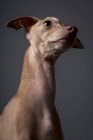 Studio portrait of little italian greyhound dog. Friendly and fun — Stock Photo