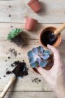 Cultivez personne plantation belle plante de cactus — Photo de stock