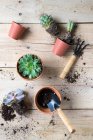 Coltivatore piantare bella pianta di cactus — Foto stock