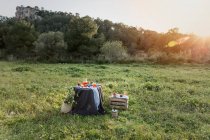Романтический пикник с яблоками на траве — стоковое фото