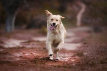 Golden retriever playing and running in park — Stock Photo