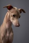 Студійний портрет маленького італійського сірого пса. Приємно і весело — стокове фото