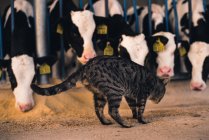Lindo gato caminando en el corral con pequeños terneros en una granja. - foto de stock