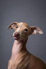 Studio ritratto del piccolo cane levriero italiano. Amichevole e divertente — Foto stock