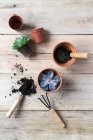 Blue succulent pot from above — Stock Photo