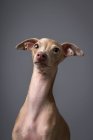 Студийный портрет маленькой итальянской борзой собаки. Дружелюбный и веселый — стоковое фото
