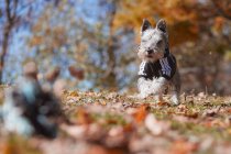 Маленькая собака бегает в осеннем парке — стоковое фото