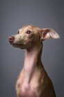 Студійний портрет маленького італійського сірого пса. Приємно і весело — стокове фото