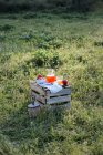 Романтичний пікнік з яблуками на траві — стокове фото