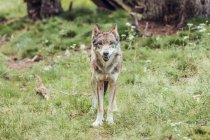 Молодой волк стоит на траве в резерве и смотрит в камеру — стоковое фото