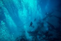 Buceadores en inmersión, fuerteventura islas canarias - foto de stock