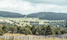 Вид на зеленый лес, растущий на холме и сельском заборе в пасмурный день — стоковое фото