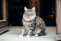 Милий пухнастий кіт з зеленими очима сидить на вулиці і дивиться в сторону — стокове фото