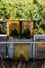 Cadres abeilles miel à l'extérieur — Photo de stock