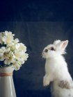 Пушистый кролик и белые цветы в вазе на темном фоне — стоковое фото