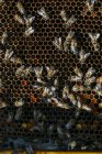 Nahaufnahme emsiger Honigbienen bei der Arbeit an der Wabe — Stockfoto