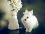 Conejo esponjoso y flores blancas en jarrón sobre fondo oscuro - foto de stock