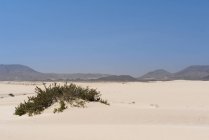 Vegetation on sandy plain with mountains on Canary islands — Stock Photo