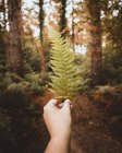 Рука неузнаваемого человека, держащего зеленый лист в тихом лесу — стоковое фото