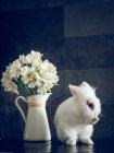 Flauschige Kaninchen und weiße Blumen in der Vase auf dunklem Hintergrund — Stockfoto