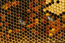 Крупним планом зайнятий медоносних бджіл, які працюють на стільниковий — стокове фото