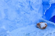 Кот, лежащий на улице Шауэна, голубой город Моро — стоковое фото