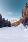 Vue sur les bois de conifères enneigés tranquilles dans un terrain avec une gamme de montagnes pittoresques sous le ciel bleu — Photo de stock