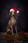 Итальянская борзая собака в шляпе Санта-Клауса на тёмном фоне с рождественскими украшениями — стоковое фото