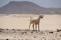 Дикая коза на песчаных холмах со скалами на размытом фоне с пустынными дюнами и горами, Канарские острова — стоковое фото