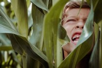 Petit garçon marchant parmi le champ de maïs — Photo de stock