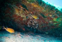Giant anemone, fuerteventura canary islands — Stock Photo