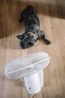 Bulldog francés en frente de ventilador de aire en el suelo de madera - foto de stock