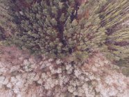 Vue à couper le souffle sur les drones de petites maisons debout sur la clairière près de la magnifique forêt des Asturies, Espagne — Photo de stock