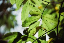 Зелене листя дерева — стокове фото