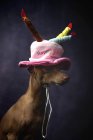 Lindo perro galgo italiano en sombrero de cumpleaños divertido sobre fondo negro - foto de stock