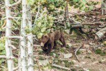 Urso marrom caminhando na floresta na reserva natural — Fotografia de Stock