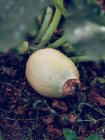 Primo piano della coltivazione di zucca a terra in azienda — Foto stock