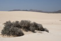 Piante secche del deserto su dune sabbiose con cielo blu e montagne, Isole Canarie — Foto stock