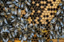 Closeup of busy honey bees working on honeycomb — Stock Photo
