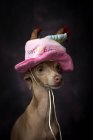 Cute Italian greyhound dog in funny birthday hat on black background — Stock Photo